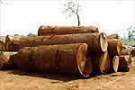 Round logs at Timber Terminal