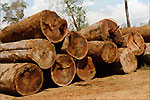 Round logs ready for export