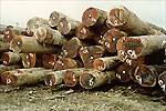 Round logs ready for export