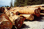 Round logs ready for export