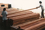 Timber being stacked up at our timber terminal