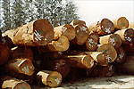 Round logs stacked at log yard