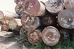 Round logs ready to be exported