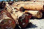 Round logs at our timber terminal