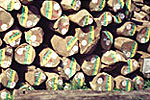 Round logs ready to be exported