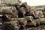 Round logs at timber terminal
