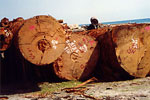 Large round logs at timber terminal