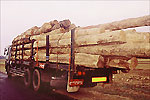 Round Logs harvested are being transported