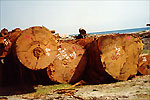 Round logs in timber yard